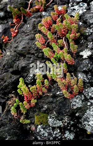 Mordere stonecrop (Sedum acre). Foto Stock