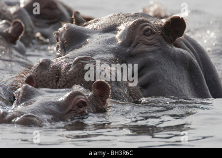 Gruppo di wild ippopotami in un fiume. La foto è stata scattata in del Botswana Chobe National Park. Foto Stock