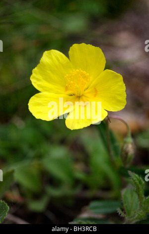 Comune di rock rose (Helianthemum nummularium). Foto Stock