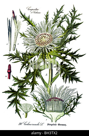 Stemless carline thistle, Nano carline thistle, argento thistle, vegetali, piante Foto Stock