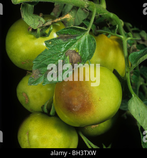 Il pomodoro late blight (Phytophthora infestans) danni immaturo i pomodori di serra Foto Stock