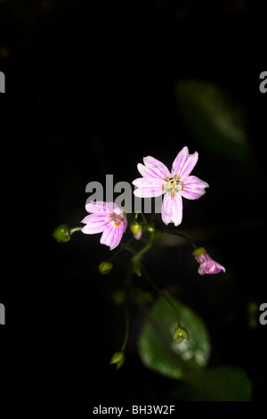 Montia Sibirica (Claytonia sibirica). Foto Stock