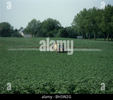 Il trattore e l'irroratrice trainata la spruzzatura di patate appena prima le righe chiuso, Belgio Foto Stock