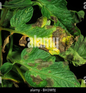 Il pomodoro late blight (Phytophthora infestans) lesioni e danni su foglie di pomodoro Foto Stock