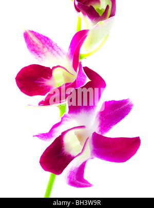 Orchidea. Isolamento su bianco Foto Stock