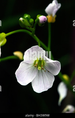 Il cuculo fiore o lady's smock (cardamine pratensis). Foto Stock