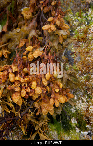 Wrack a spirale (Fucus spiralis ) sul litorale Trotternish. Foto Stock