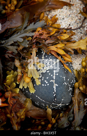 Alghe misti lungo il litorale Trotternish a Skye. Foto Stock