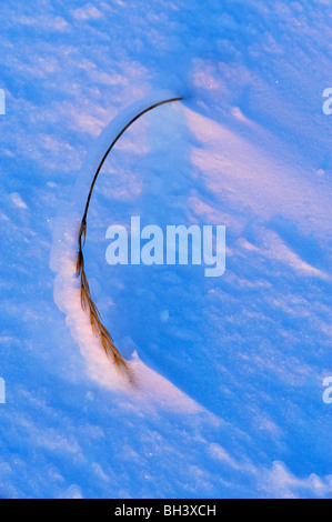 Ice-mare rivestita di Lyme-erba (Elymus arenarius), Churchill, Manitoba, Canada Foto Stock