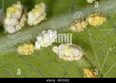 Cottony scala del cuscino (Icerya purchasi) ninfe su una foglia Foto Stock