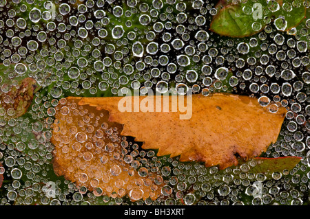 Le gocce di pioggia sull'erba spider web con morti caduto foglie di betulla, maggiore Sudbury, Ontario, Canada Foto Stock