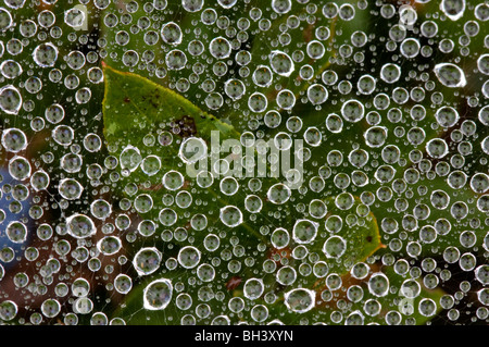 Le gocce di pioggia sull'erba spider web con mirtillo foglie, maggiore Sudbury, Ontario, Canada Foto Stock