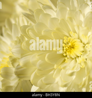 Telaio completo chiudere l immagine di colore giallo pallido fiori di crisantemo Foto Stock