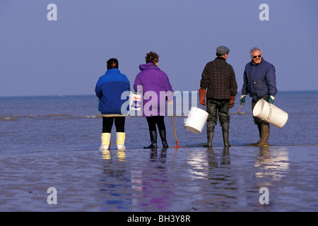 La raccolta di molluschi e crostacei, COURSEULLES-SUR-MER, Calvados (14), in Normandia, Francia Foto Stock