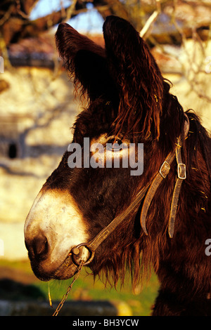 Ritratto di un asino, BAUDET DU POITOU, CHARENTE-MARITIME (17), Francia Foto Stock