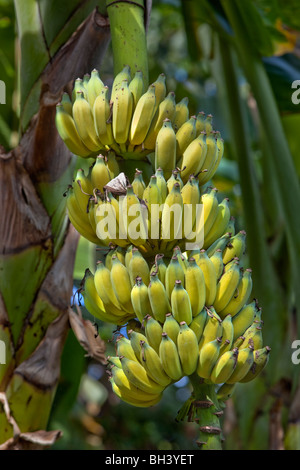 Banana è il nome comune di piante erbacee del genere Musa e per i frutti che essi producono. Foto Stock