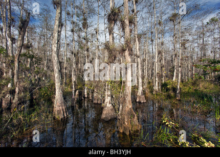 Big Cypress National Preserve, Florida Foto Stock