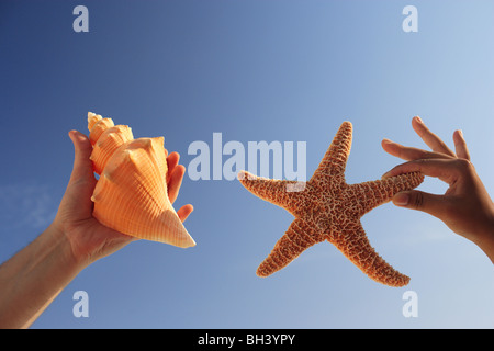 A man and a woman's hand holding a starfish and a seashell against a blue cloudless summer sky Foto Stock