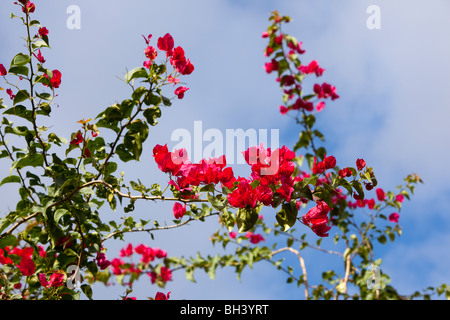 Bouganville sono popolari le piante ornamentali. Foto Stock