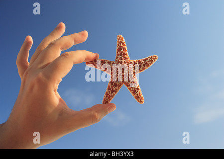 Close up di una mano di un uomo che tiene una piccola stella di mare in aria contro un cielo blu Foto Stock
