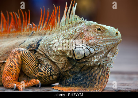 Iguana ritratto, Florida Foto Stock