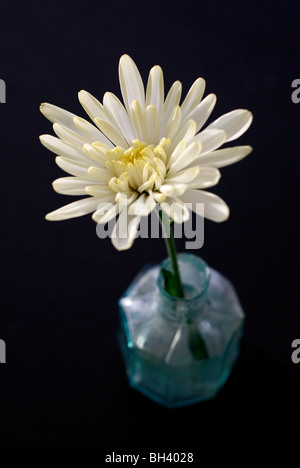 Un unico colore giallo pallido fiore del Crisantemo in un piccolo blu vaso di vetro