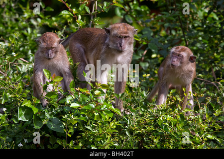 Il Crab-eating Macaque (Macaca fascicularis) Foto Stock