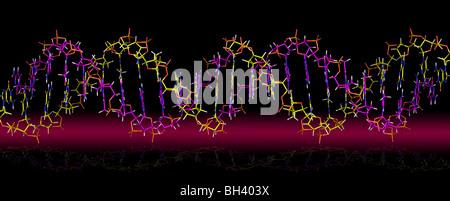 Acido desossiribonucleico - DNA Foto Stock