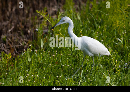 Airone guardabuoi Bubulcus ibis acqua bird J. N. Ding Darling National Wildlife Refuge Florida Foto Stock