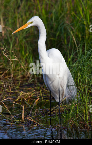 Grande airone bianco o comuni o garzetta, Ardea alba Foto Stock