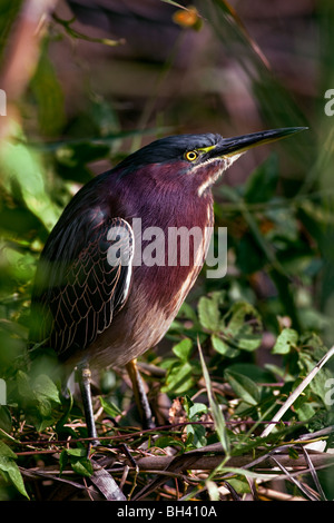 Il Green Heron (Butorides virescens) è un piccolo heron dell America del Nord e America centrale. Foto Stock