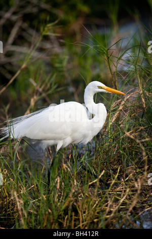 Grande airone bianco o comuni o garzetta, Ardea alba Foto Stock