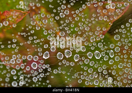 Le gocce di pioggia sull'erba spider web con mirtillo foglie, maggiore Sudbury, Ontario, Canada Foto Stock