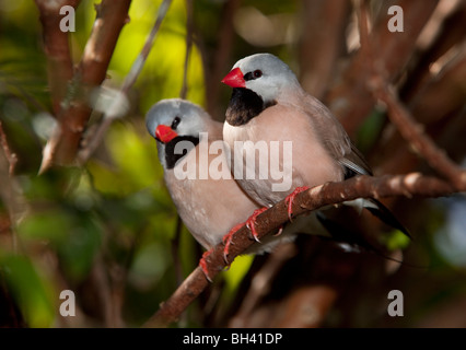 Albero-tail Finch - Poephila acuticauda, Australia Foto Stock