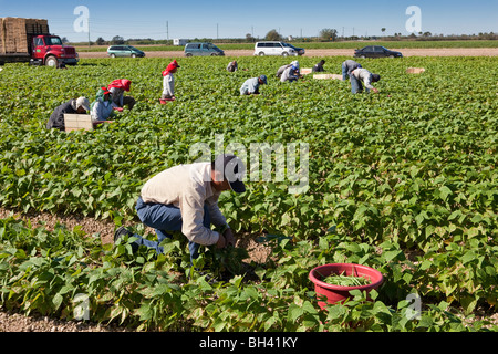 Raccolta di fagioli, manodopera migrante, sud della Florida Agricoltura Foto Stock