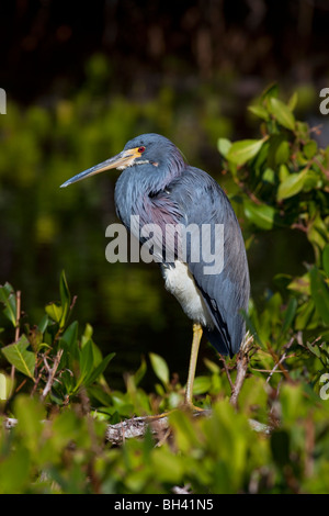 Il Tricolore Heron (Egretta tricolore) precedentemente noto in Nord America come la Louisiana Heron. Foto Stock