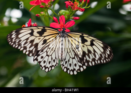 Ninfa ad albero (Idea leuconoe) farfalla, carta di riso Butterfly, carta aquilone Butterfly Foto Stock