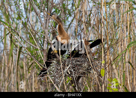 La nidificazione Anhingas Anhinga anche chiamato Snakebird, Darter, American Darter, acqua Turchia, Everglades National Park FL Foto Stock