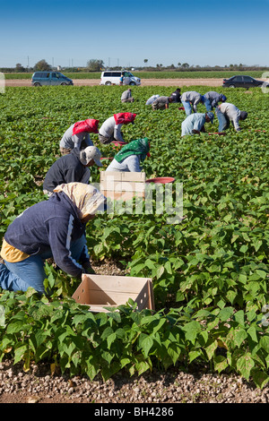 Raccolta di fagioli, manodopera migrante, sud della Florida Agricoltura Foto Stock