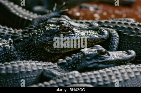 American Alligator Young, Alligator missispiensis, Florida Everglades Foto Stock