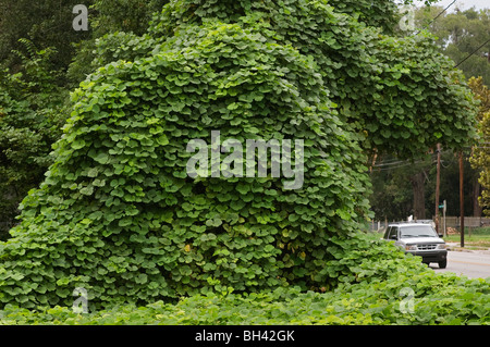 Kudzu vitigni coprono il paesaggio in alta Springs Florida Foto Stock