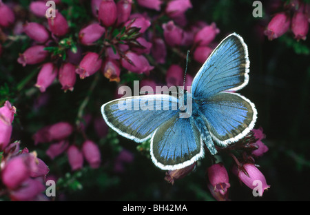 Comune di blue butterfly (Polyommatus icarus) alimentazione su bell heather con ali aperte nella brughiera in estate. Foto Stock