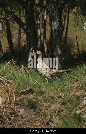 Fagiano femmina (Phasianus colchicus) nei boschi. Foto Stock