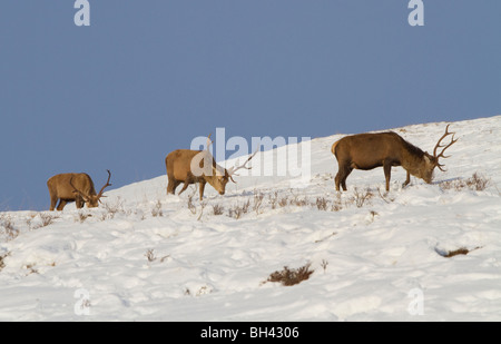 Il cervo (Cervus elaphus) cervi al pascolo nelle Highlands scozzesi, a nord di Blair Atholl, Perthshire. Foto Stock