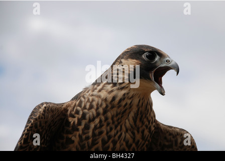 Falco pellegrino (Falco peregrinus) chiamata Mentre viene mostrato per la pubblica in Huntly. Foto Stock