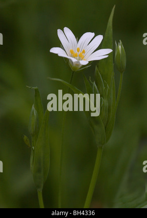 Lesser stitchwort (Stellaria graminea) nel campo d'erba. Foto Stock