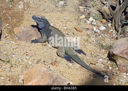 Rhinoceros Iguana Foto Stock