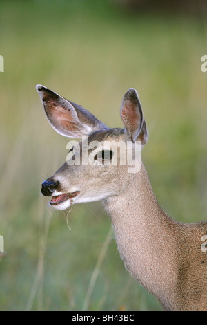 White-Tailed Deer Foto Stock