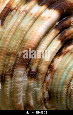 Chiusura del guscio di tartaruga che mostra pattern e texture. Foto Stock