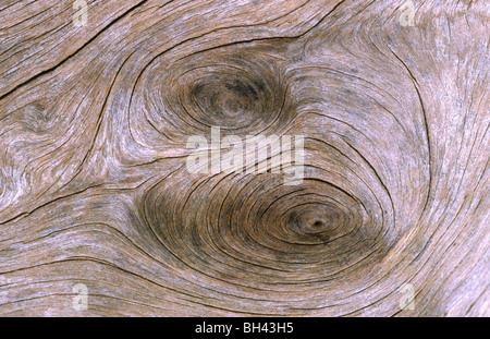 Close up immagine astratta di una sezione di legno morto che mostra la struttura del modello. Foto Stock